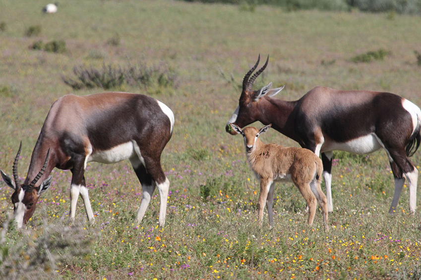 Bontebok national park