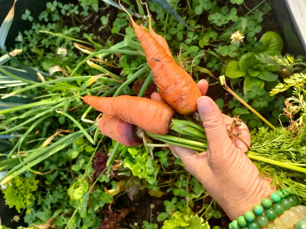 organic carrots